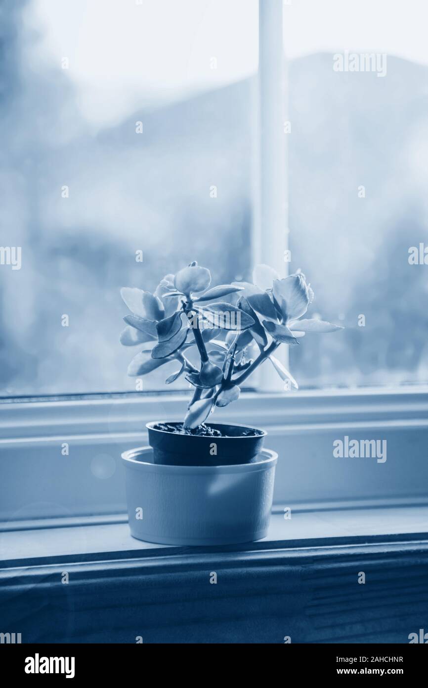 Small domestic flower plant kalanchoe in pot on window sill. Sun light coming from large window. Home cosiness comfort and happiness. Toned with class Stock Photo