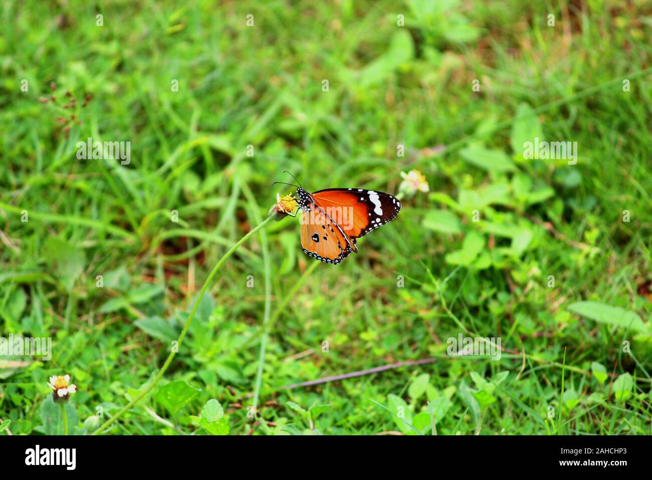 butterfly sucking nectar from a flower Stock Photo