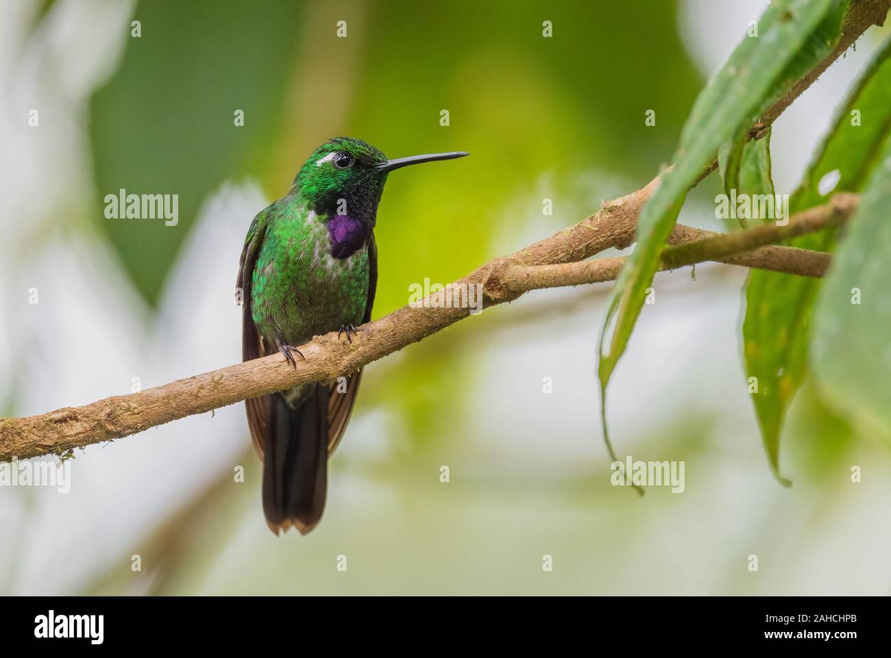 Purple-bibbed Whitetip - Urosticte benjamini, beautiful green hummingbird from western Andean slopes, Mindo, Ecuador. Stock Photo