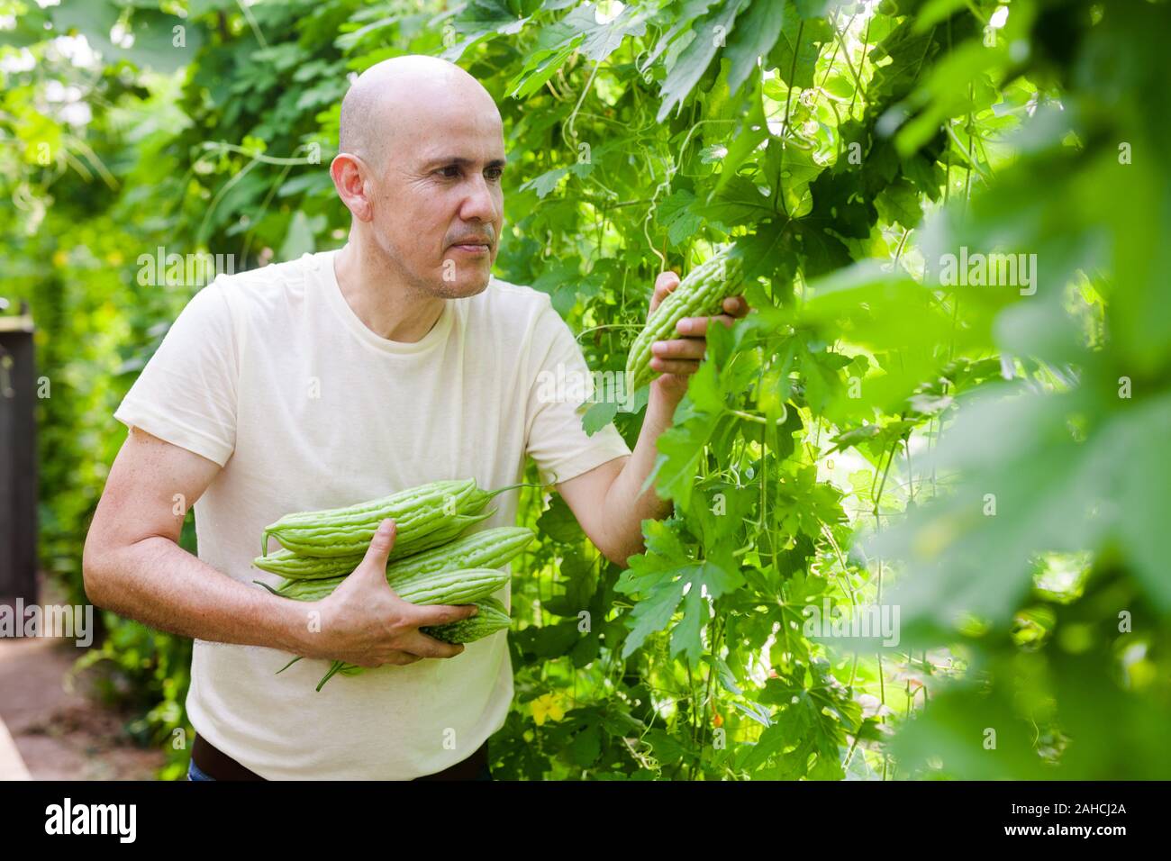 Mature gardener harvesting ripe bitter gourd in greenhouse Stock Photo