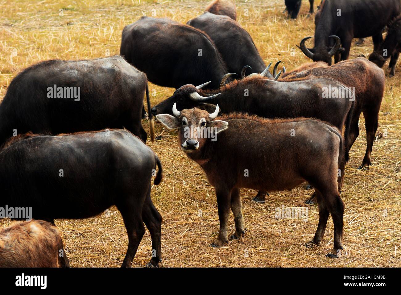 African buffalo or Cape buffalo in river bed Stock Photo Alamy