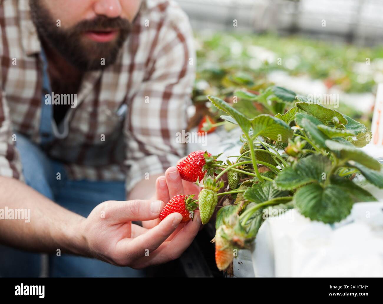 Positive man harvesting strawberries in a greenhouse Stock Photo - Alamy