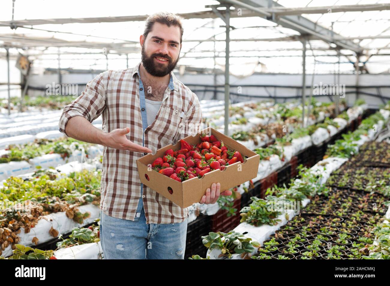 Positive man harvesting strawberries in a greenhouse Stock Photo - Alamy