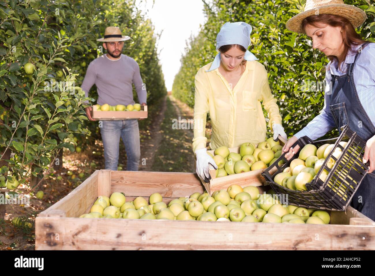 Agriculture Harvest Workers Apples Stock Photos & Agriculture Harvest