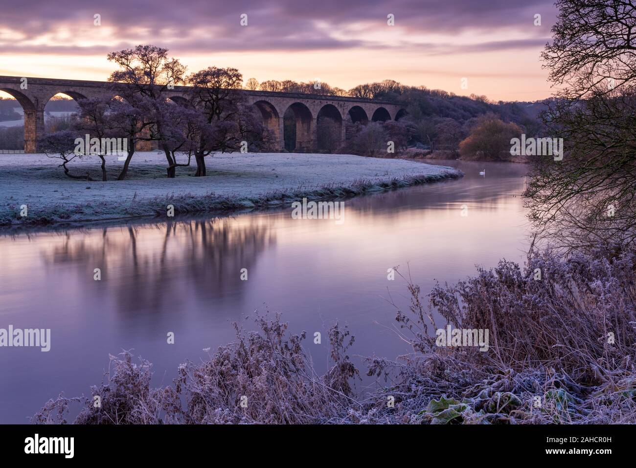 The first light of day on The River Wharfe near Arthington Viaduct gives a purple tone to the landscape on a frosty autumn morning. Stock Photo
