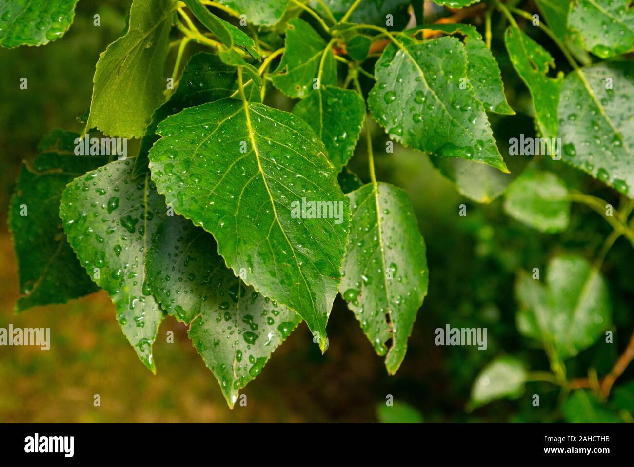 Close up of leaves with droplets of rain in Sutherland Scotland UK Stock Photo