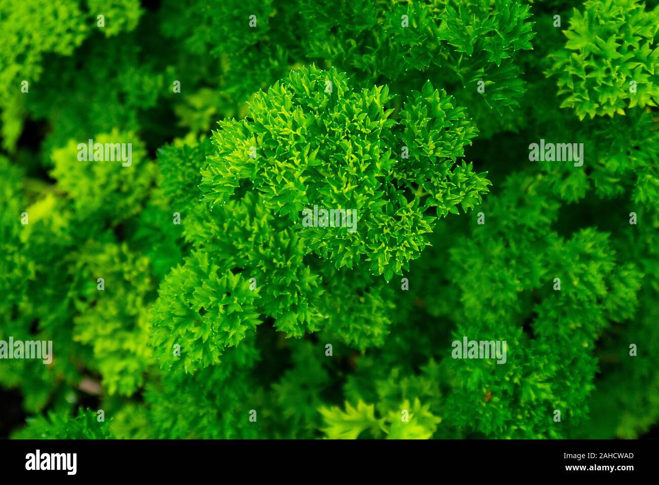 Parsley growing in a herb garden in Sutherland Scotland UK Stock Photo