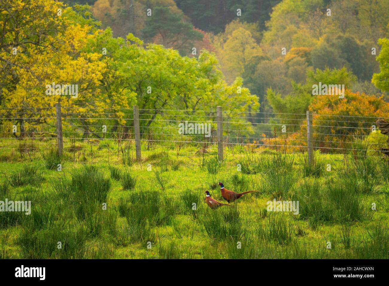 Pheasants in a field on the Skelbo Estate Sutherland Scotland UK Stock Photo