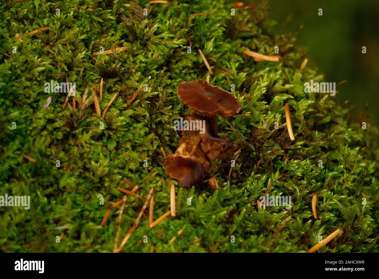 Fungi in woodland in the Scottish Highlands of Sutherland Scotland UK Stock Photo