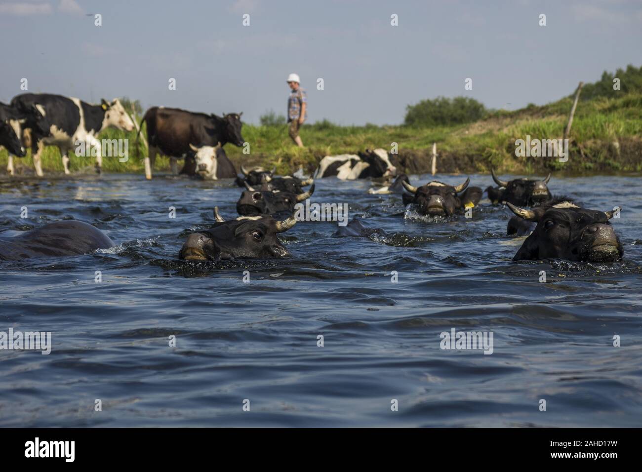 Cows flowing across the Biebrza River Stock Photo