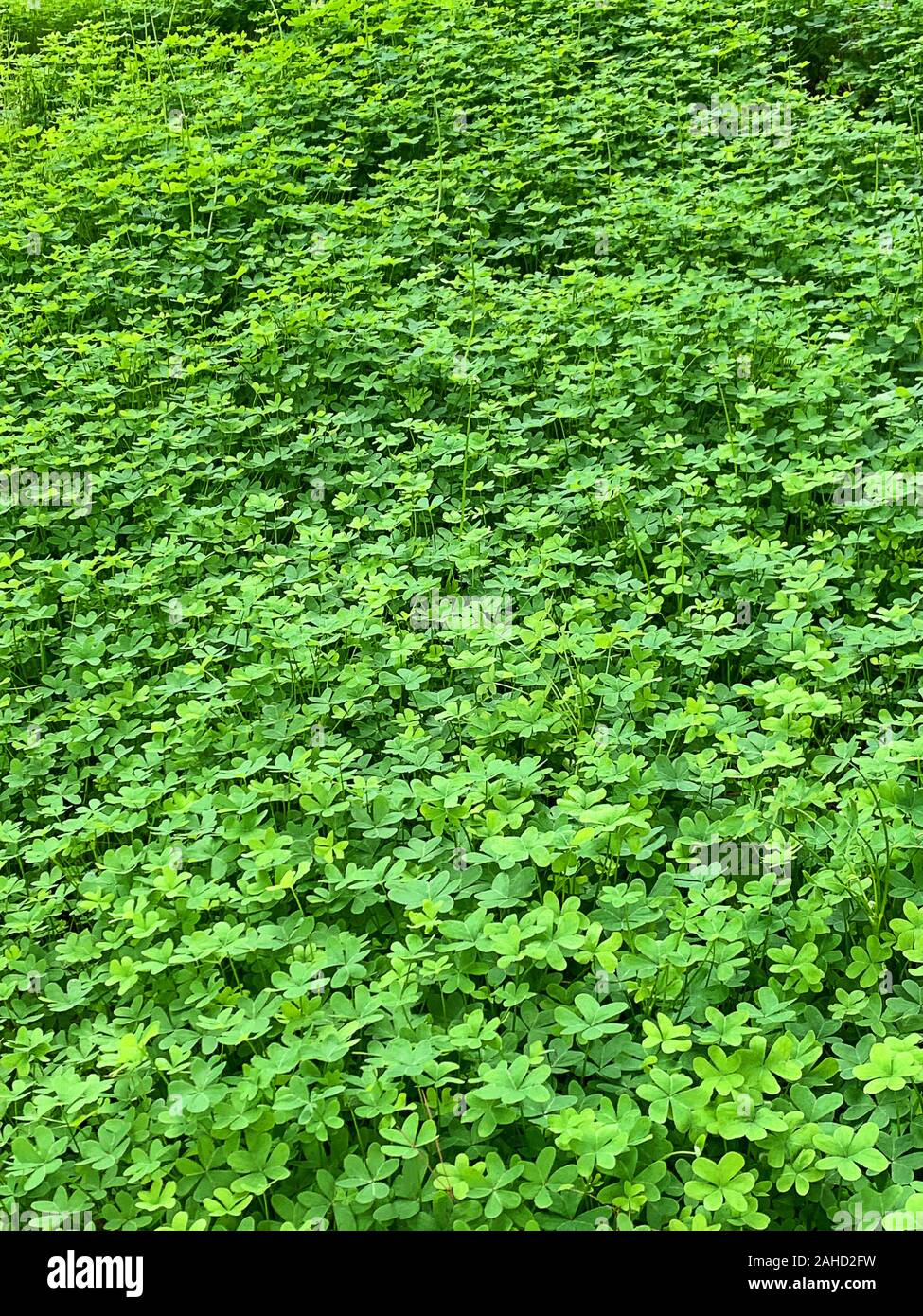 Green clover meadow. Field of Bermuda buttercup, Oxalis pes-caprae, with heart-shaped leaves, a flowering plant and evergreen in wood sorrel family. Stock Photo