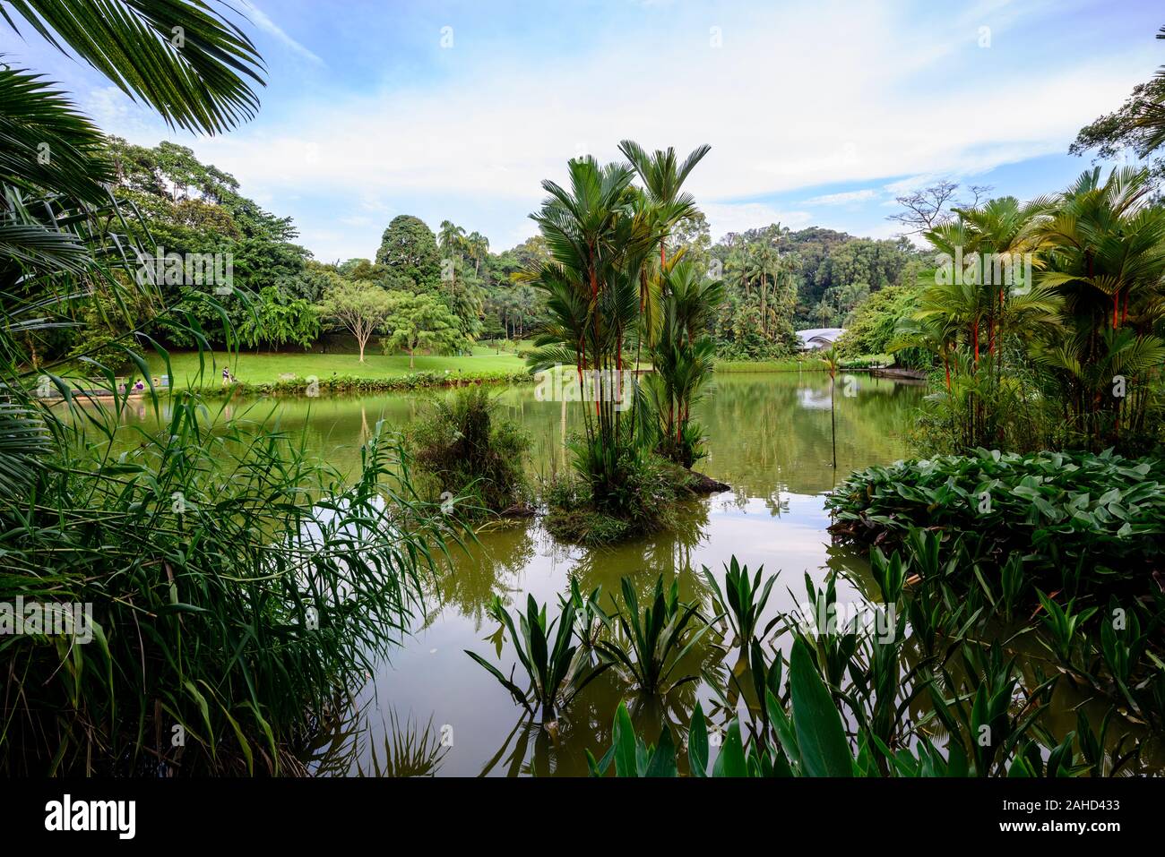 Palm trees, tropical vegetation, artificial lake, park, Singapore Botanic Gardens, Singapore Stock Photo