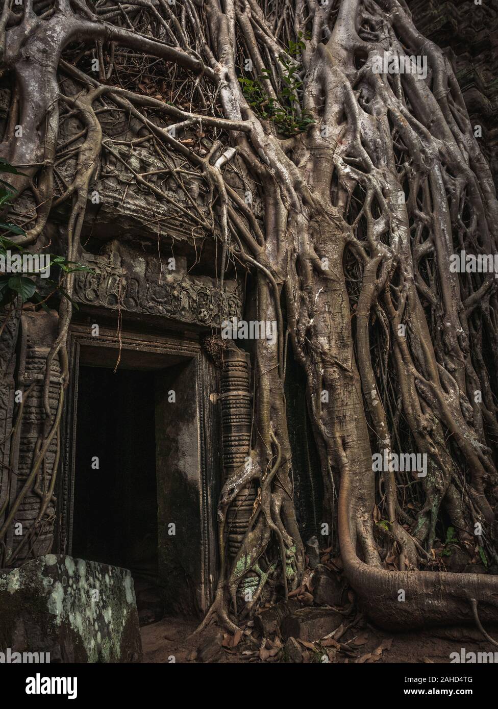 Moody Ta Prohm temple (tomb raider temple) near Angkor Wat in ancient city of Angkor overgrown with massive tree roots Stock Photo