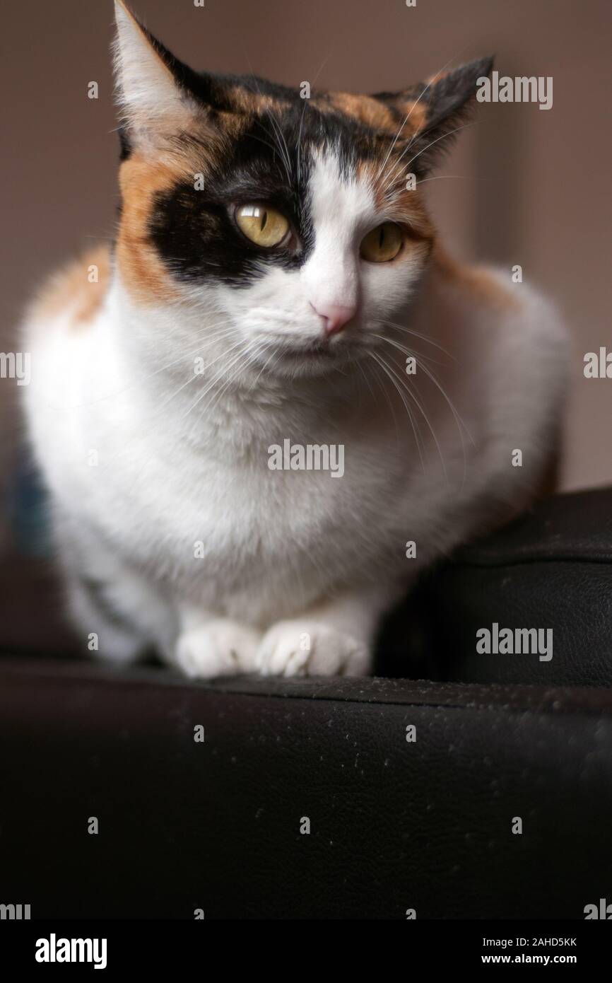 Tricolor cat sitting on the black sofà. Young kitty with beautiful eyes. Stock Photo