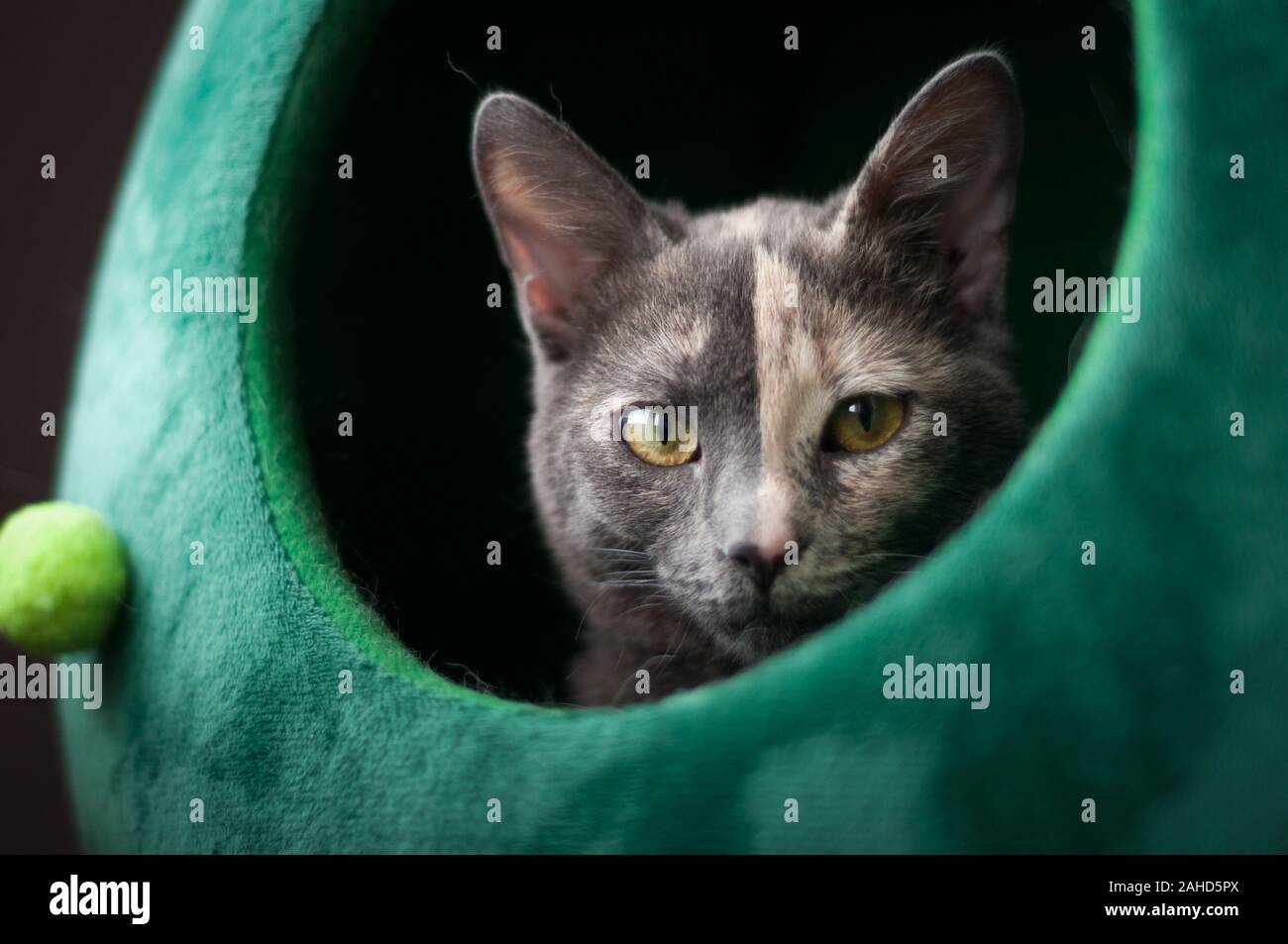 beautiful cat inside a plush bed in the shape of a Christmas tree Stock Photo