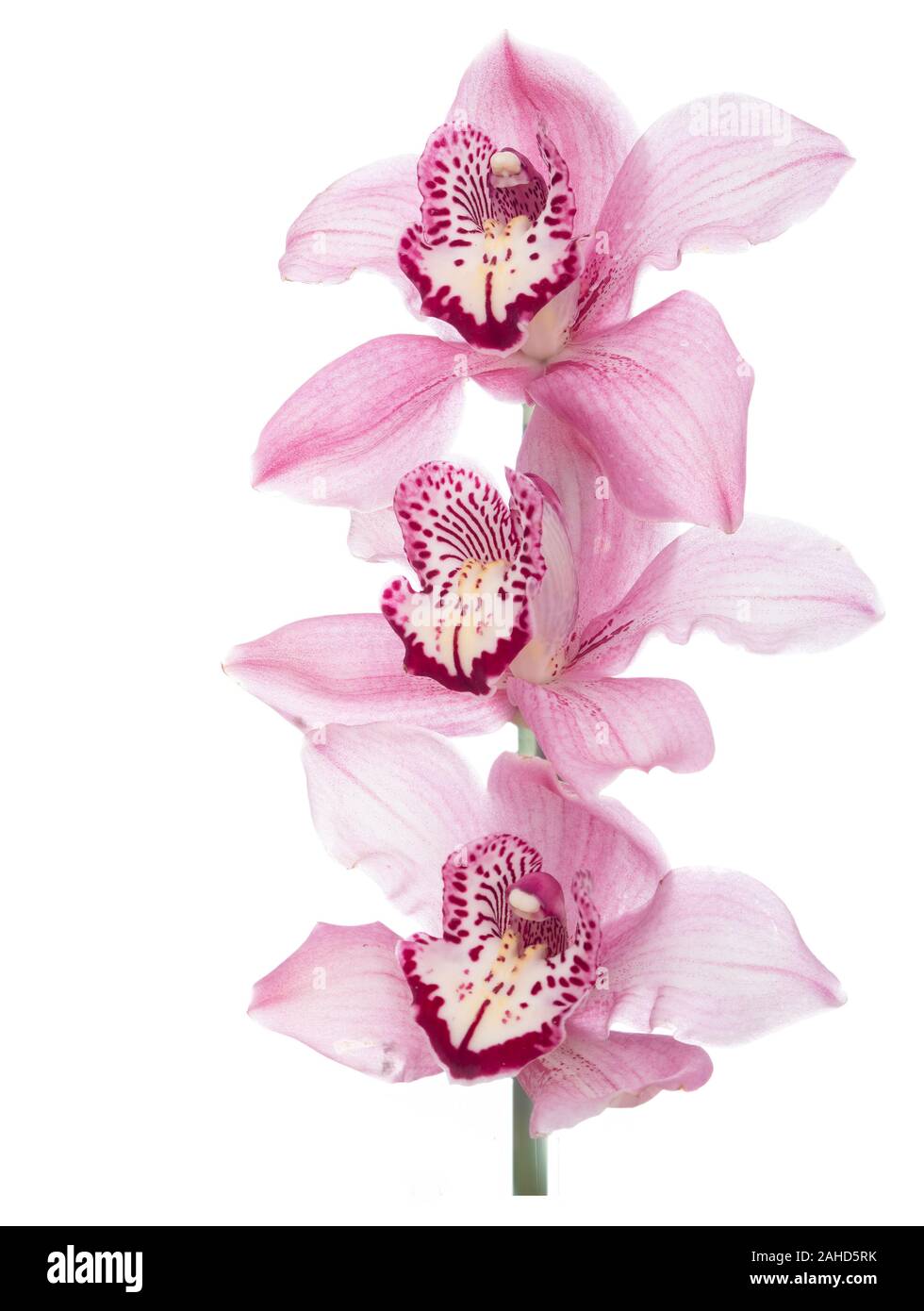 Pink beautiful orchid flowers hi-res stock photography and images - Alamy