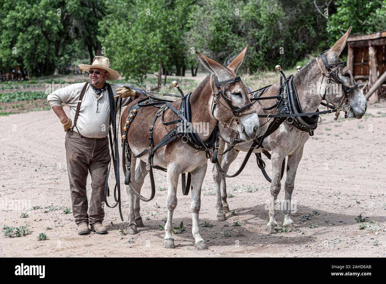 Donkey team and handler, El Rancho de las Golondrinas (living history