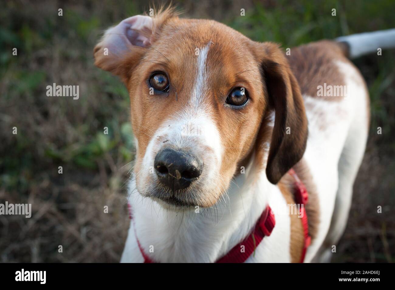 Closeup Portrait of a Funny puppy face with an ear upside down outdoors. Stock Photo