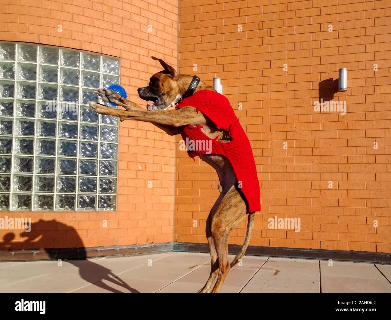 big dog jumps to catch a ball in winter Stock Photo Alamy