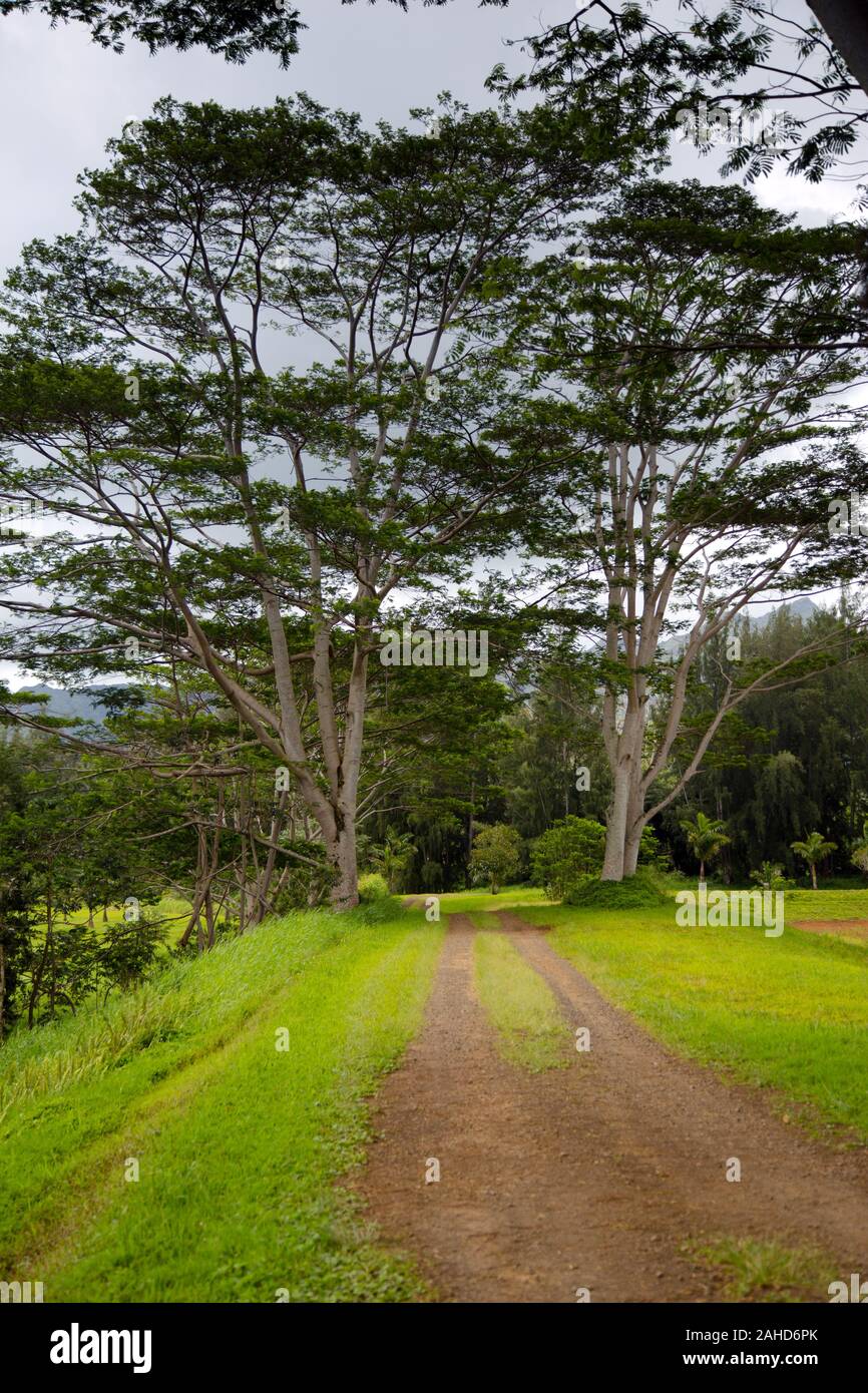 Koa tree hires stock photography and images Alamy