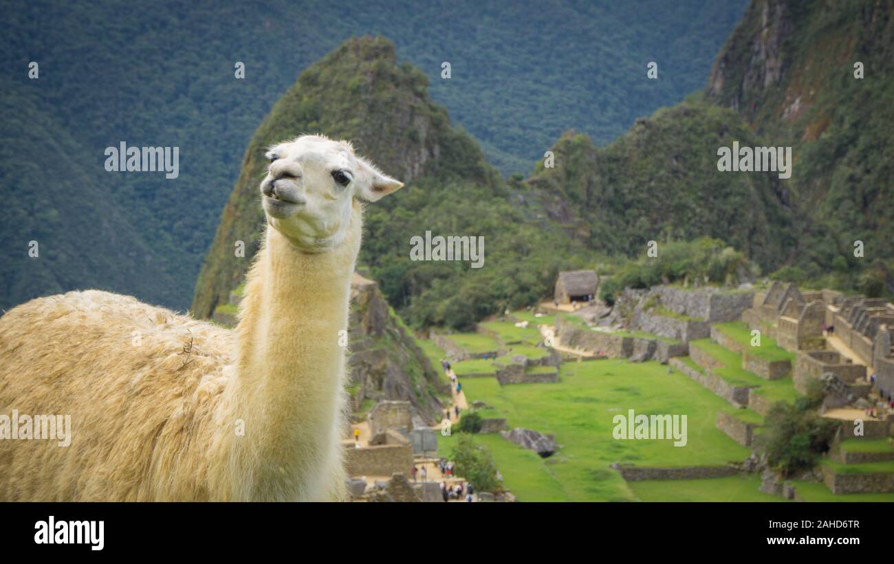 wild Llama in the city of Machu Picchu Stock Photo