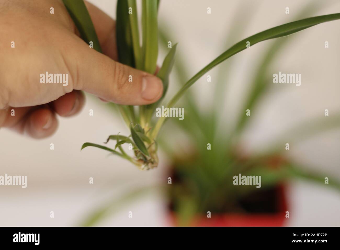 propogating baby spider plant, recently cut off and ready to plant Stock Photo