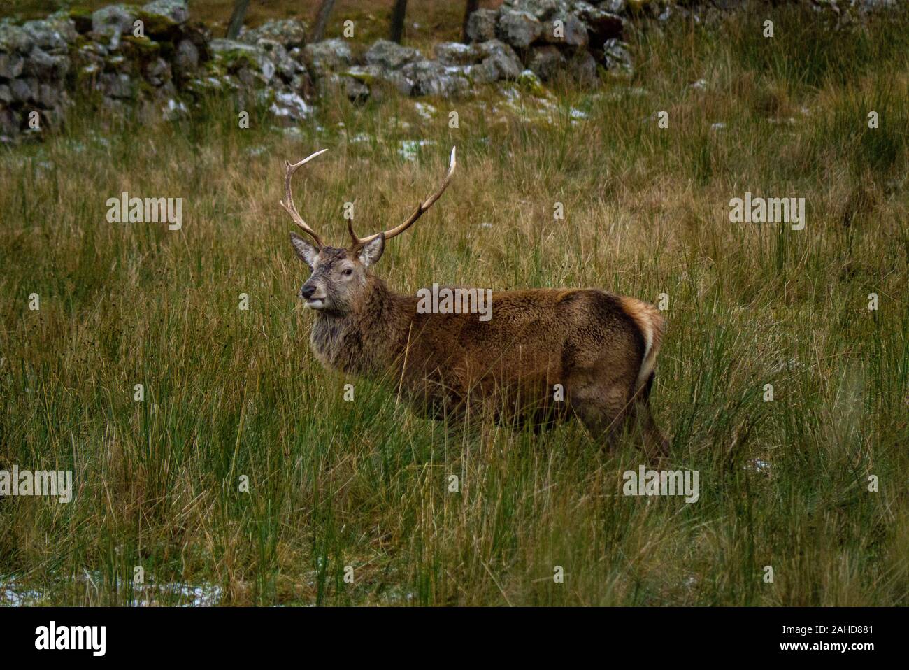 Red Deer stag ( Cervus elaphus ) in the Scottish Highlands of Sutherland Scotland UK Stock Photo