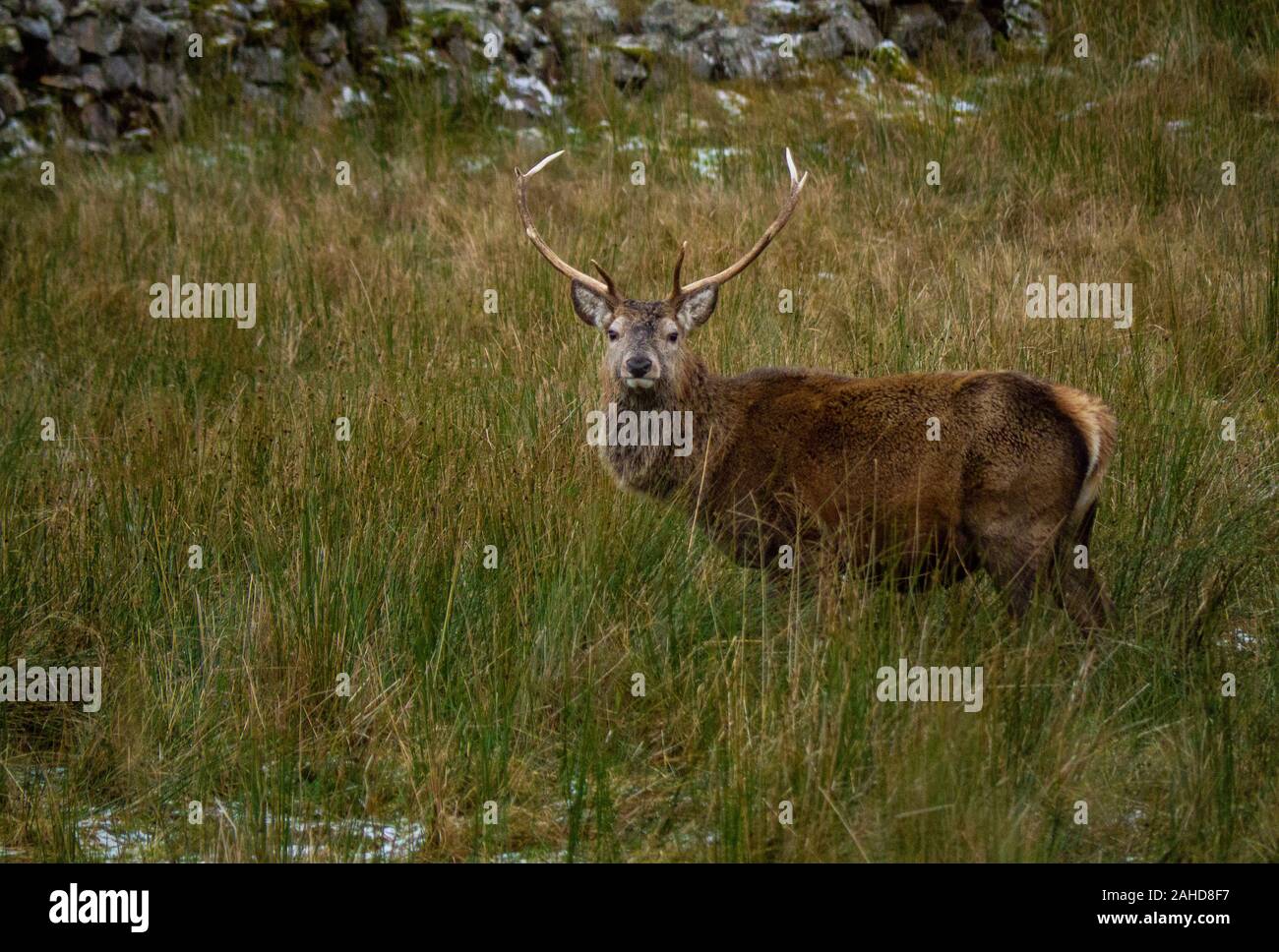 Red Deer stag ( Cervus elaphus ) in the Scottish Highlands of Sutherland Scotland UK Stock Photo