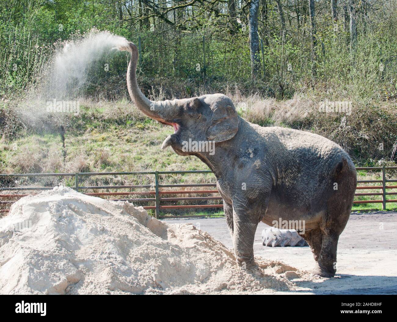 Anne the former circus elephant happy at last cooling off with a pile of sand at her new home in Longleat Park, Wiltshire. She was rescued by Animal rights campaigners following disturbing video footage of the brutality inflicted upon her during her life with the circus. Stock Photo