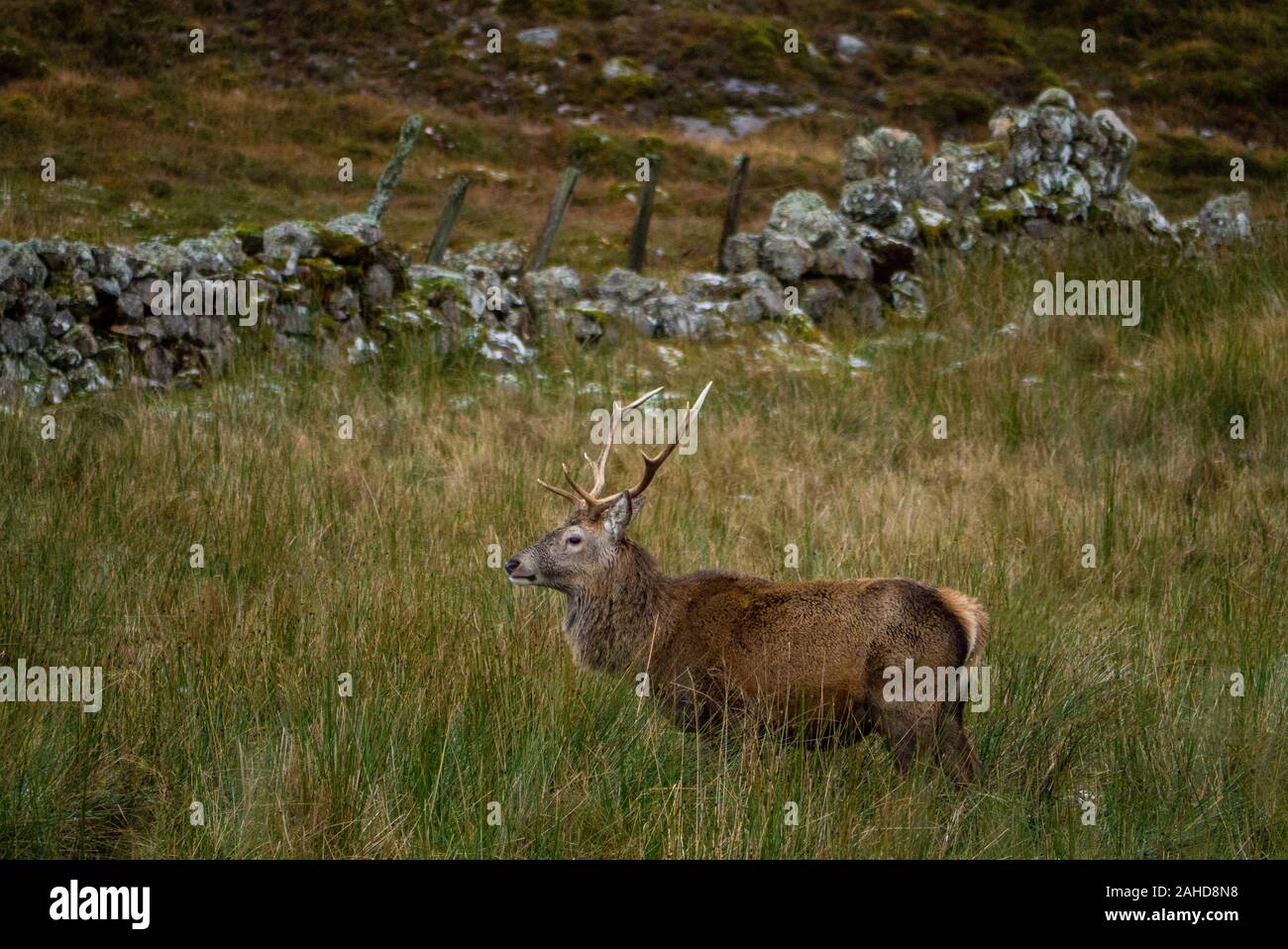 Red Deer stag ( Cervus elaphus ) in the Scottish Highlands of Sutherland Scotland UK Stock Photo