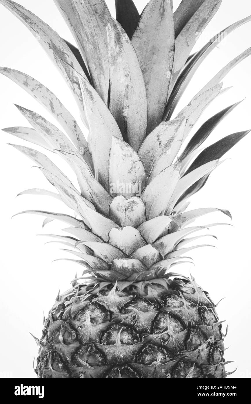 Pineapple plant Black and White Stock Photos & Images - Alamy