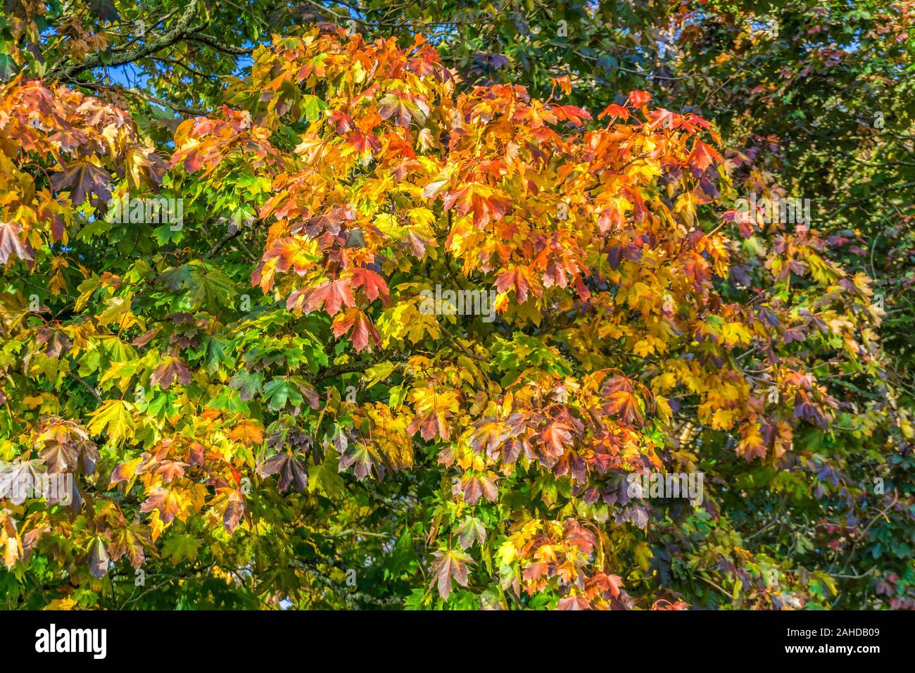 A background shot of fall leaves Stock Photo - Alamy