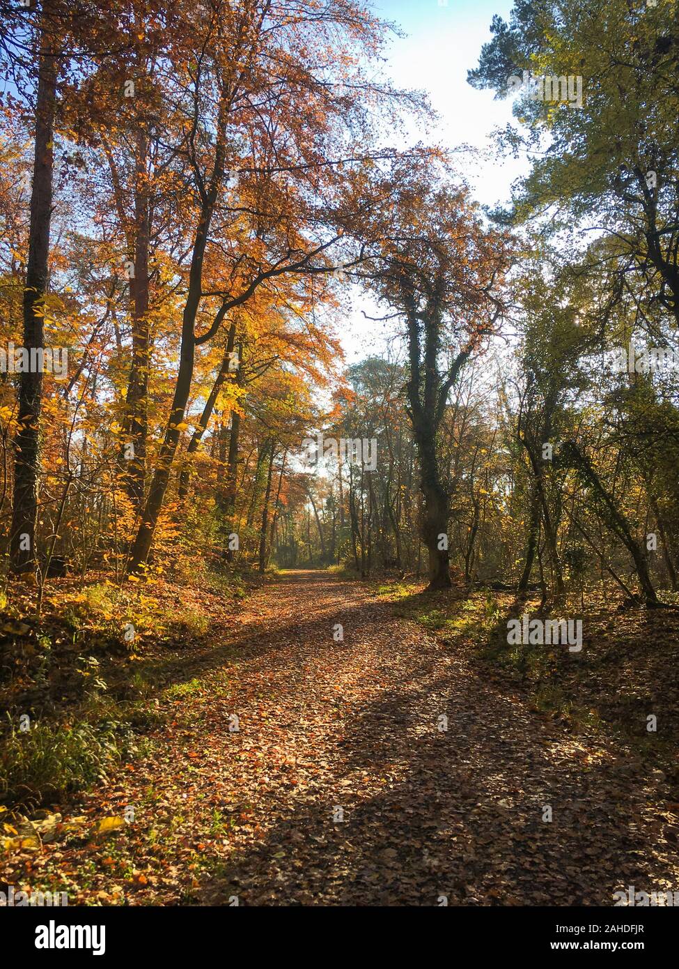 Autumn forest scenery with road of fall leaves and warm light illumining the gold foliage. Footpath in scene autumn forest nature. Vivid october day i Stock Photo