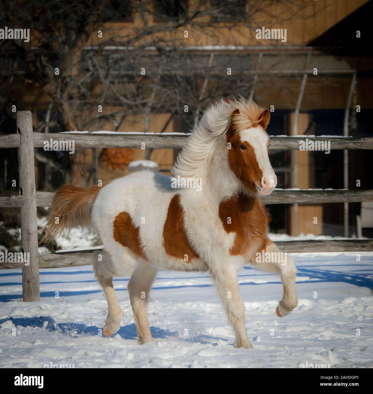 Icelandic Ponies Frill Dress