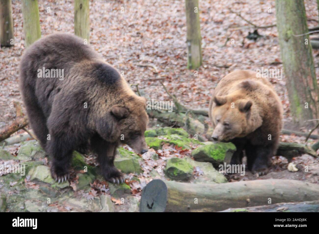 Brown bear In Ouwehands zoo in the Netherlands Stock Photo