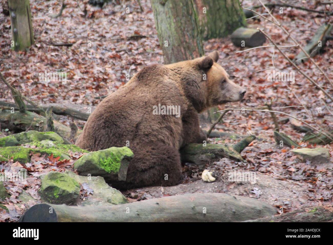 Brown bear In Ouwehands zoo in the Netherlands Stock Photo