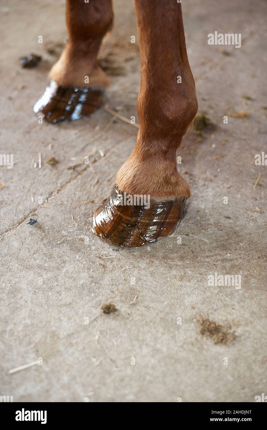 front horse hoofs trimmed,shoed, polished Stock Photo Alamy