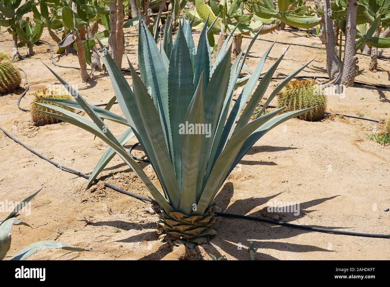 Cultivation of cacti in the home and drip irrigation. Landscape of