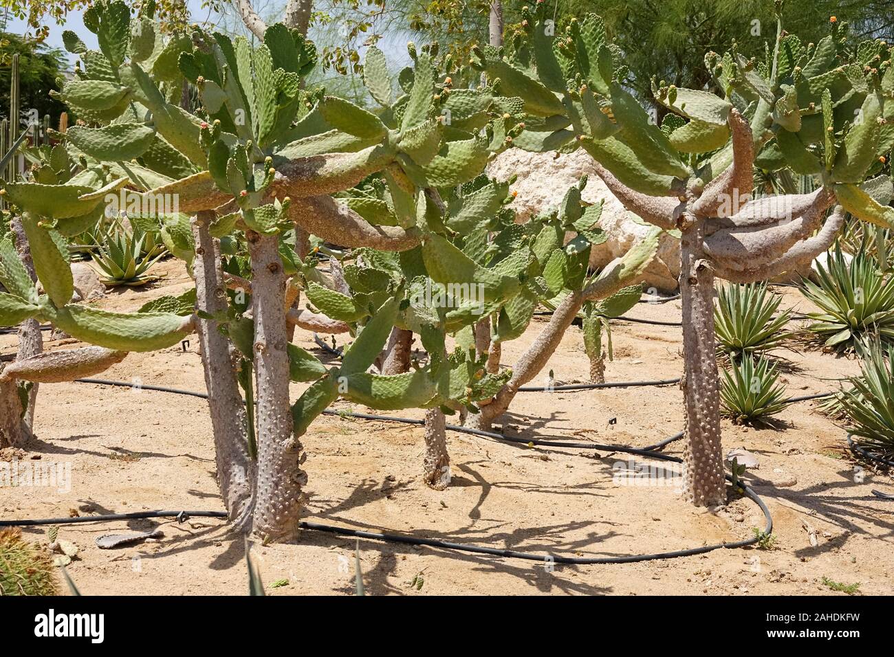 Cultivation of cacti in the home and drip irrigation. Landscape of