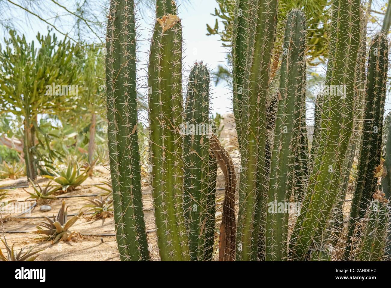 Cultivation of cacti in the home and drip irrigation. Landscape of