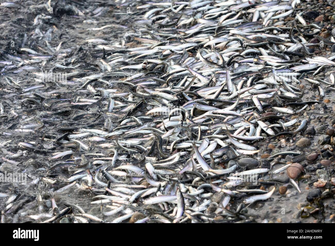 Northern Anchovies , thousands of tiny fish wash up on shore at White Rock Pier, BC Canada,  Dec. 2019 Stock Photo