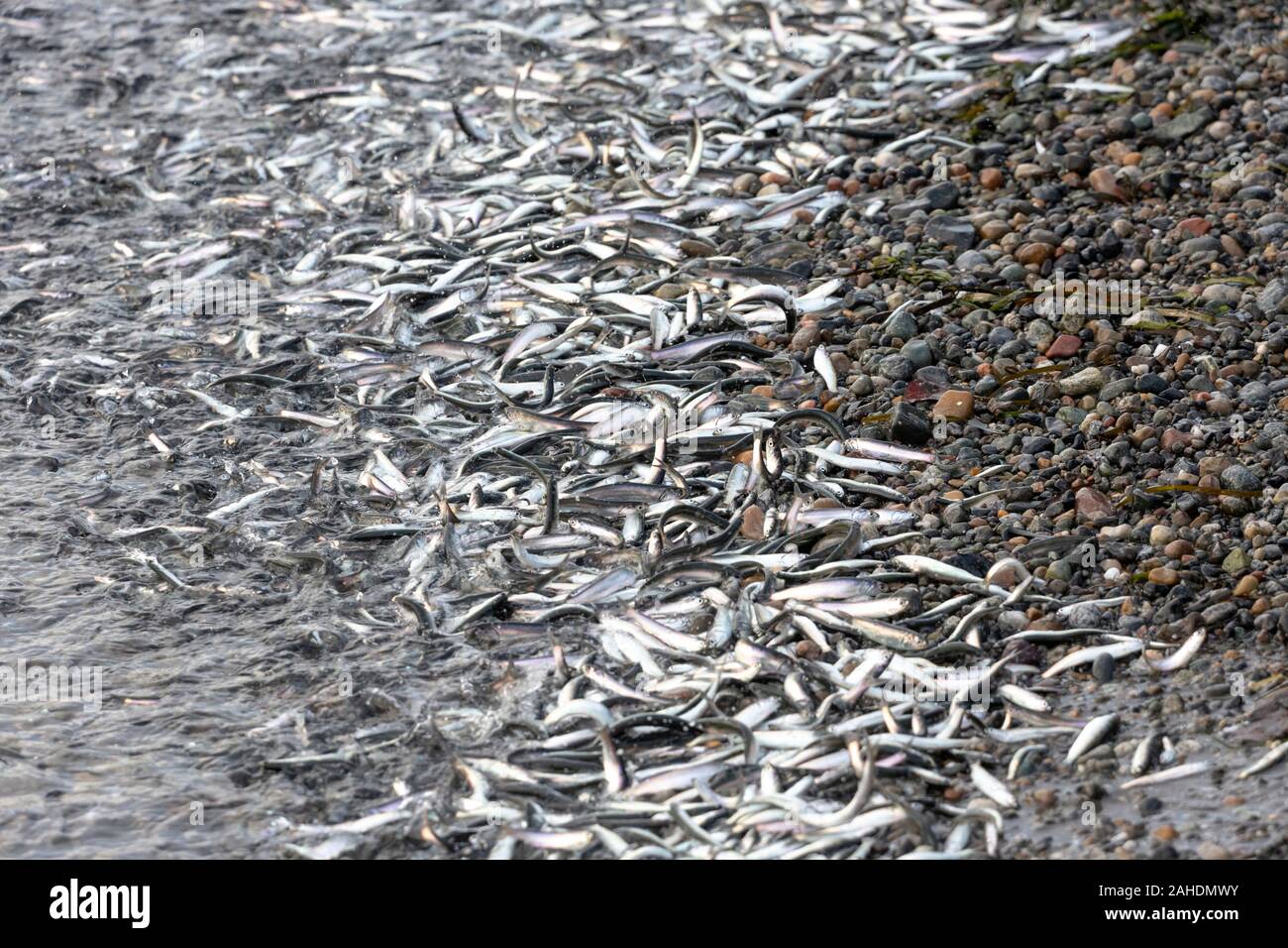 Northern Anchovies , thousands of tiny fish wash up on shore at White Rock Pier, BC Canada. Dec. 2019 Stock Photo