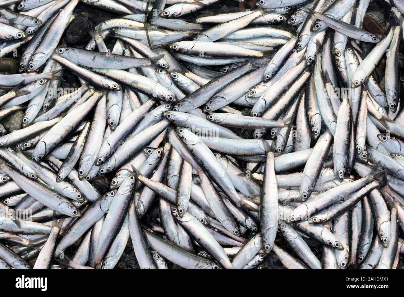 Northern Anchovies , thousands of tiny fish wash up on shore at White Rock Pier, BC Canada Stock Photo