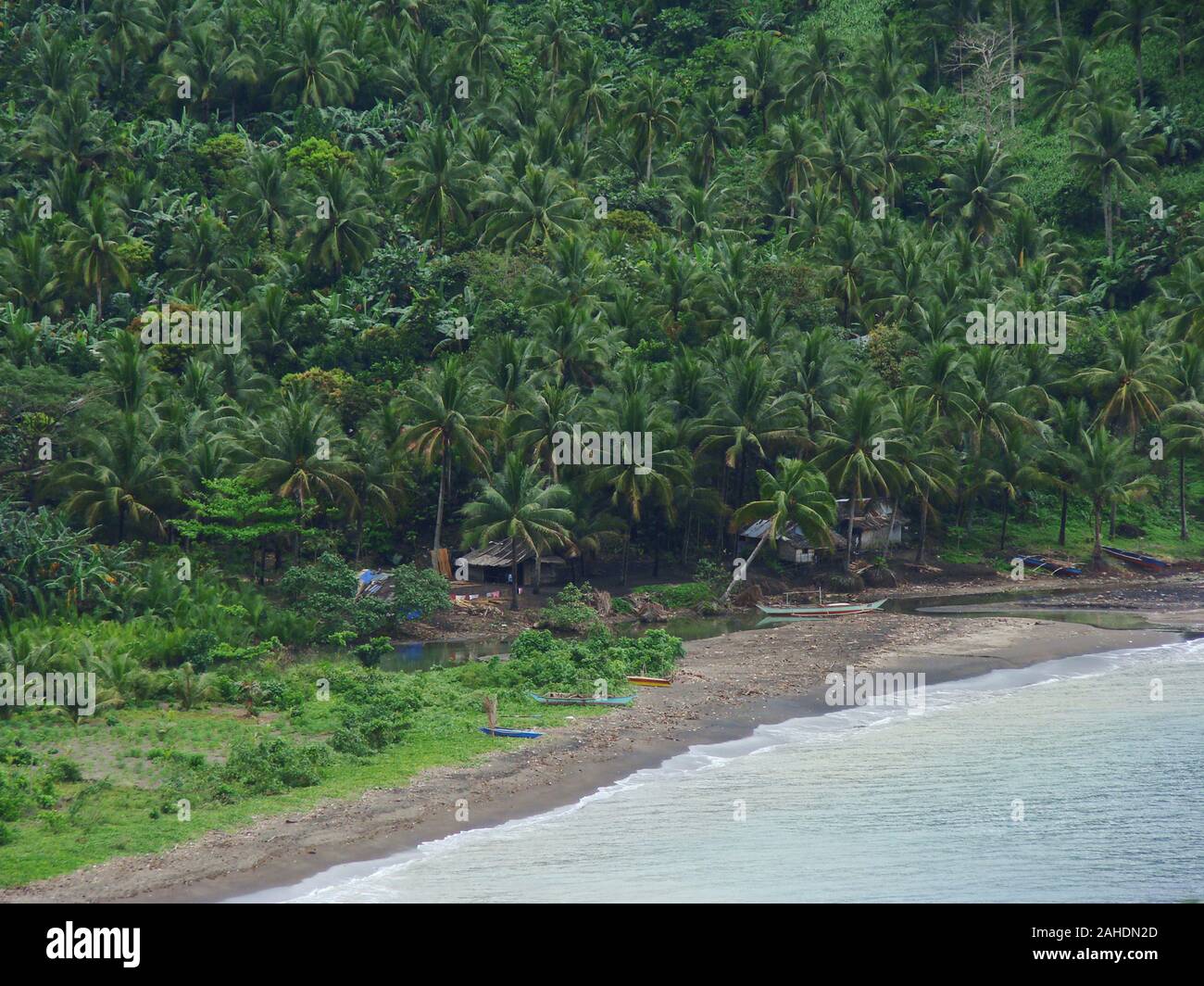 Lush lowland tropical forest in the coast of Bicol province, south-eastern Luzon island (The Philippines) Stock Photo