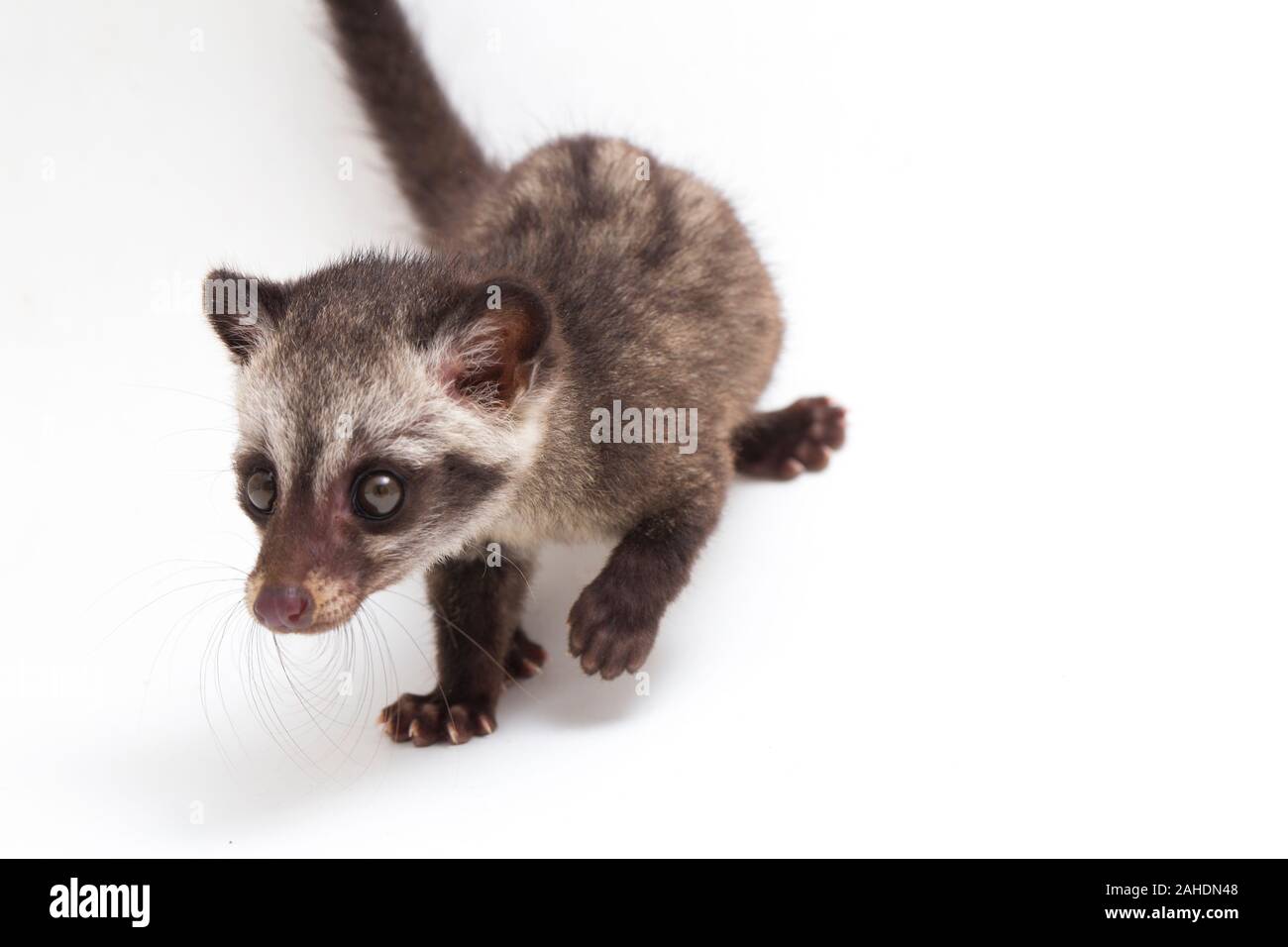 Common Palm Civet Baby