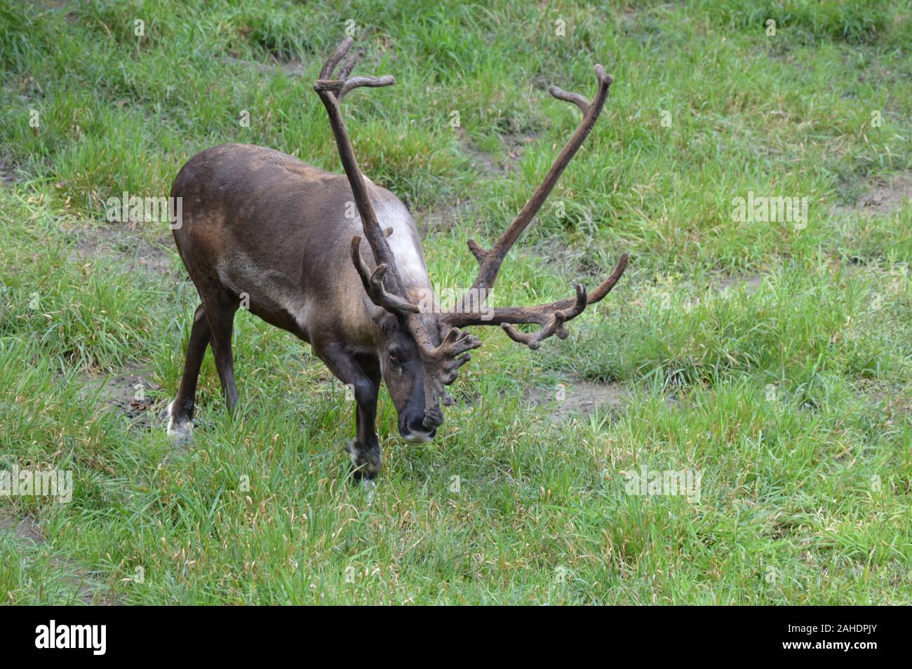 Caribou eating grass hires stock photography and images Alamy