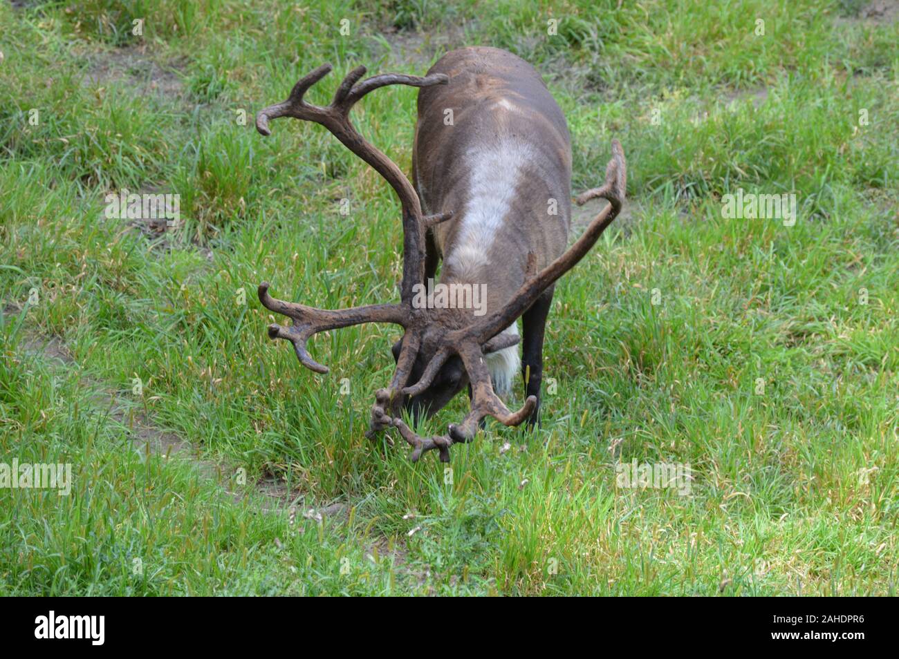 Caribou eating grass hires stock photography and images Alamy