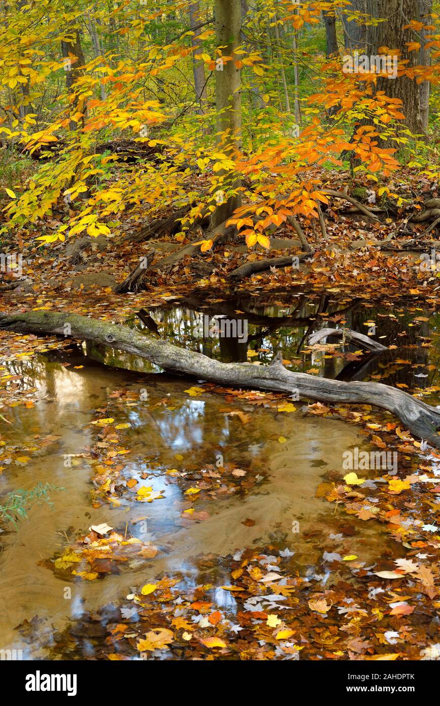 A clear small creek flows through the autumn forest in the Indiana Dunes State Park. Stock Photo
