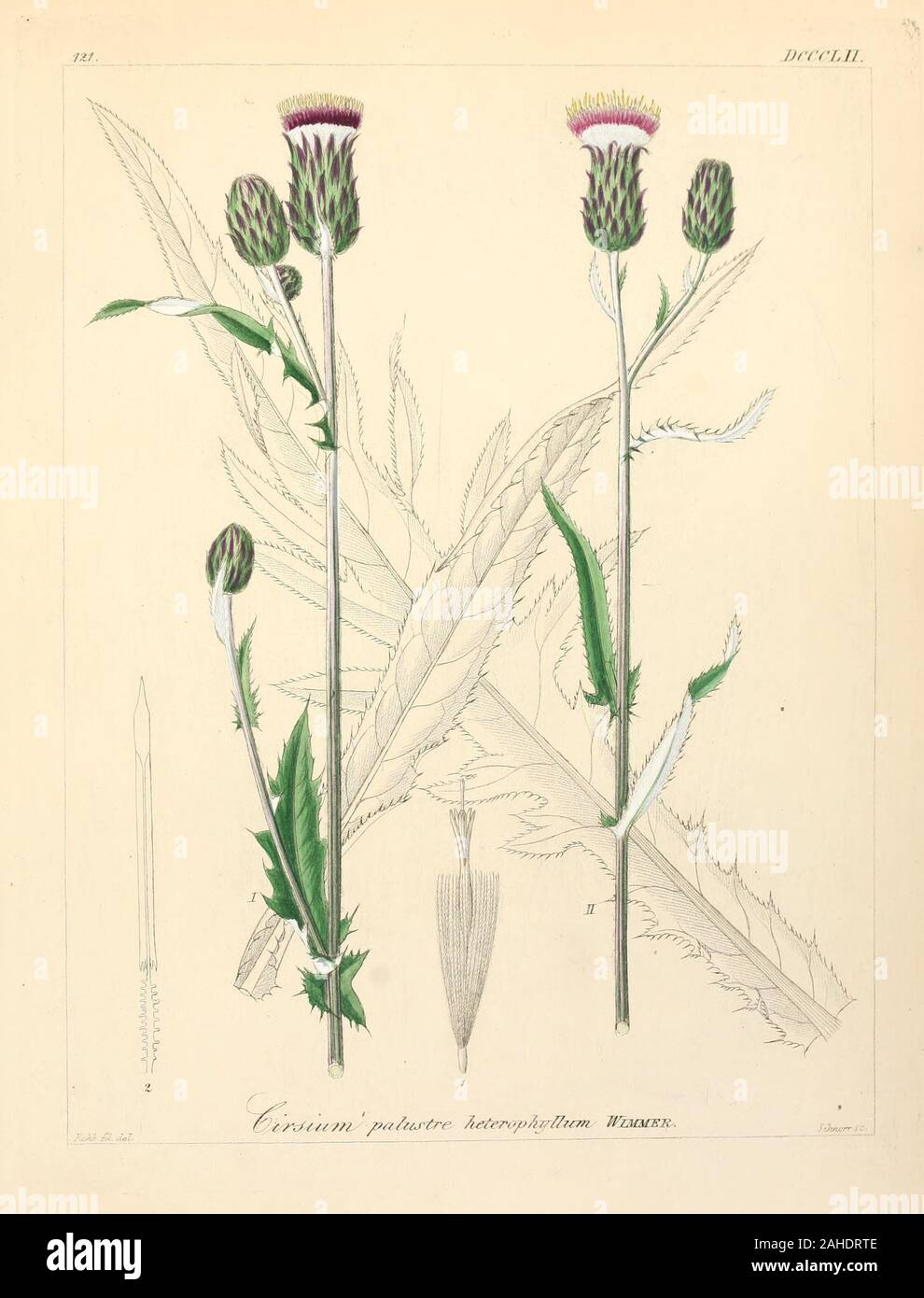 Cirsium heterophyllum рисунок
