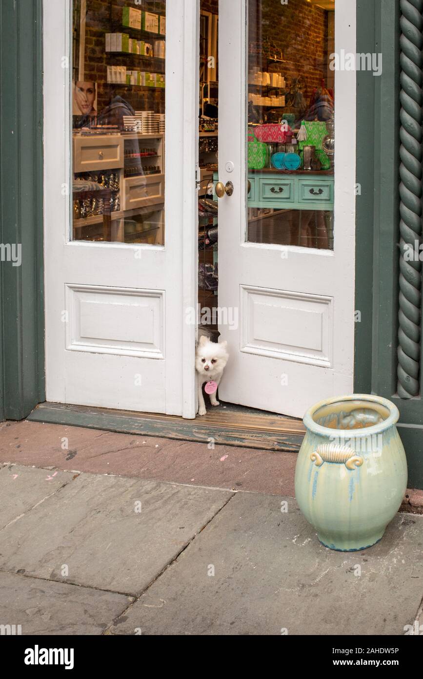 The historic district of Charleston, South Carolina always allows for a good time. This cute dog peeks out of a storefront, eager to go for a walk. Stock Photo